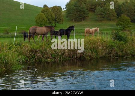 herd of horses in a fenced paddock near a river. Breeding and raising horses.Animal husbandry and agriculture concept. Farm animals on the grazing. Stock Photo