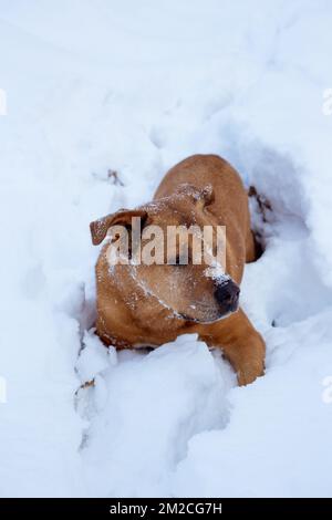 Bubba, climbing up a steep bank in deep snow on Callahan Creek, in Lincoln County, Montana. Stock Photo
