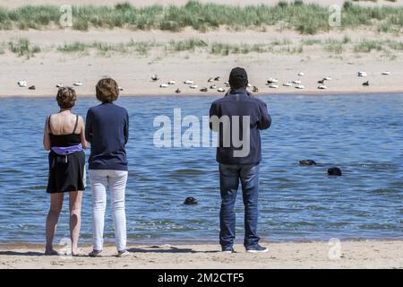 Tourists watching grey seals / gray seals (Halichoerus grypus) swimming in the Ythan Estuary, Sands of Forvie, Newburgh, Aberdeenshire, Scotland | Touristes regardent phoques gris dans l'estuaire Ythan, Sands of Forvie, Newburgh, Aberdeenshire, Ecosse, Royaume-Uni 25/05/2017 Stock Photo