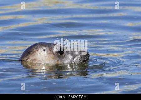 Close-up head of young grey seal / gray seal (Halichoerus grypus) swimming in the Ythan Estuary, Sands of Forvie, Newburgh, Aberdeenshire, Scotland | Phoque gris (Halichoerus grypus) nageant dans l'estuaire Ythan, Sands of Forvie, Newburgh, Aberdeenshire, Ecosse, Royaume-Uni 25/05/2017 Stock Photo