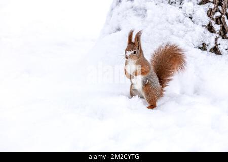 european red squirrel on a white snow background Stock Photo