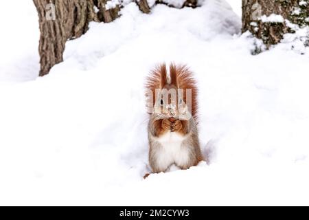 red little squirrel eats nuts on snow in winter park Stock Photo