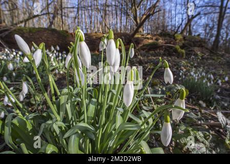 Common snowdrops (Galanthus nivalis) in flower in forest in late winter / early spring | Perce-neige / Clochettes d'hiver / Galanthes des neiges (Galanthus nivalis) floraison en forêt fin d'hiver 13/02/2018 Stock Photo