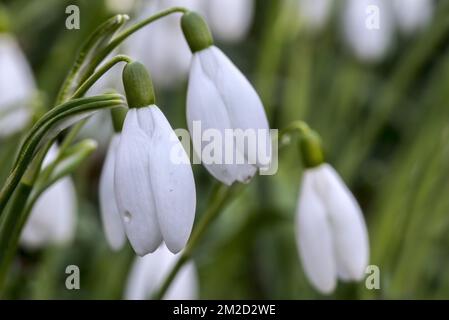 Common snowdrops (Galanthus nivalis) in flower in forest in late winter / early spring | Perce-neige / Clochettes d'hiver / Galanthes des neiges (Galanthus nivalis) floraison en forêt fin d'hiver 13/02/2018 Stock Photo