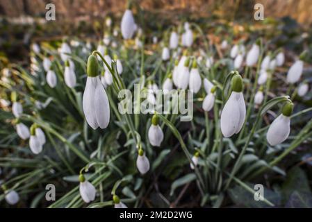 Common snowdrops (Galanthus nivalis) in flower in forest in late winter / early spring | Perce-neige / Clochettes d'hiver / Galanthes des neiges (Galanthus nivalis) floraison en forêt fin d'hiver 13/02/2018 Stock Photo