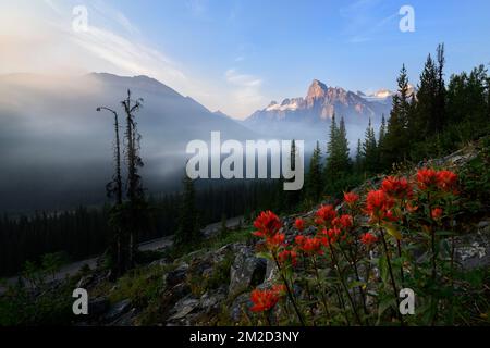 Wildflowers Bloom by the Moraine Lake Highline Trail Stock Photo