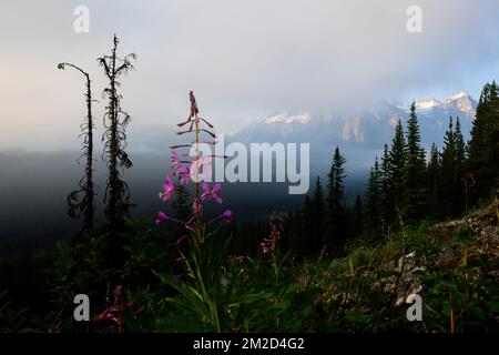 Wildflowers Bloom by the Moraine Lake Highline Trail Stock Photo