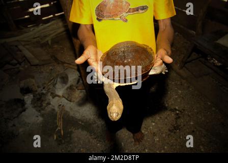 A villager showing his collection of a Rote Island's endemic snake-necked turtle (Chelodina mccordi) that he would release into the wild by his own will, after he participated in an event attended by government officials, which had released turtles bred in captivity back to a suitable habitat in Maubesi village, Central Rote, Rote Ndao, East Nusa Tenggara, Indonesia. Community-based conservation is promoted as a strategy for improving resource management through community engagement, while traditional management approaches rely on customary laws and practices. Stock Photo