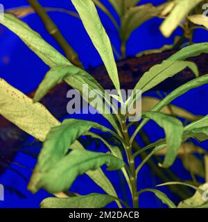 Hygrophila angustifolia in a freshwater aquarium. Soft focus. Selective focus Stock Photo
