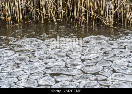 Reed stems along pond / lake / stream trapped in broken natural ice sheet due to lowering of water level in winter | Glace naturelle au bord d'un lac / rivière gelée en hiver 27/02/2018 Stock Photo