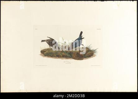 Cow bunting : Male, 1. F. 2. Icterus pecoris. c.2 v.1 plate 99 , Birds, Brown-headed cowbird. The Birds of America- From Original Drawings by John James Audubon Stock Photo