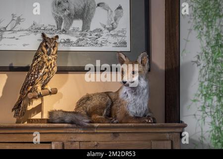 Stuffed red fox (Vulpes vulpes) and stuffed long-eared owl (Asio otus / Strix otus) mounted lifelike on branch in living room at home | Renard roux (Vulpes vulpes) et hibou moyen-duc (Asio otus / Strix otus) naturalisés dans maison 09/03/2018 Stock Photo