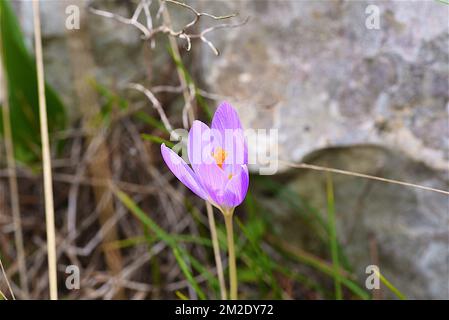 Nature and flowers | Nature et fleurs sauvages 09/10/2017 Stock Photo