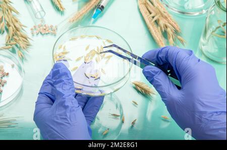 Analyzing agricultural wheat grains in laboratory. Wheat genetically modified on color background Stock Photo