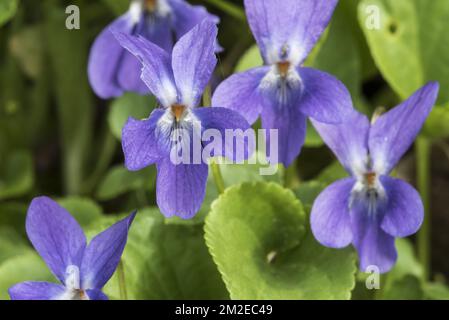 Early dog-violet / pale wood violet (Viola reichenbachiana / Viola sylvestris) in flower in spring | Violette des bois / violette de Reichenbach (Viola reichenbachiana / Viola sylvestris) 08/04/2018 Stock Photo