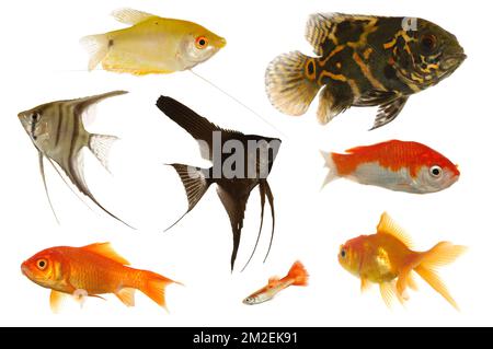 Many different aquarium fish isolated on white background. Stock Photo