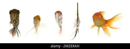 Five different fish are looking. Isolated on a clean white background Stock Photo