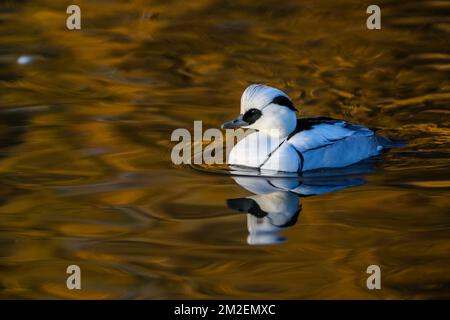 Male smew. Winter at Slimbridge, The Wildfowl and Wetlands Trust bird collection and wild bird reserve in Gloucestershire, England. Stock Photo