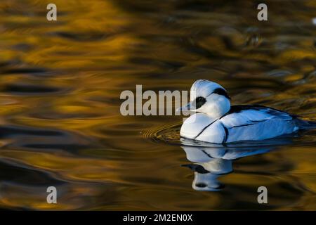 Male smew. Winter at Slimbridge, The Wildfowl and Wetlands Trust bird collection and wild bird reserve in Gloucestershire, England. Stock Photo