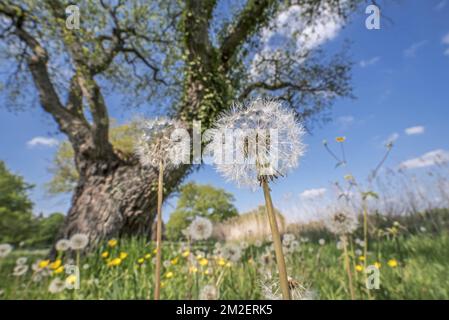 Seed heads of common dandelions (Taraxacum officinale) under English oak tree in meadow in spring | Aigrettes de pissenlits / dent-de-lions (Taraxacum officinale) dans prairie 23/04/2018 Stock Photo