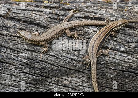Two common wall lizards (Podarcis muralis / Lacerta muralis) basking in the sun on scorched tree trunk | Lézard des murailles (Podarcis muralis) 23/04/2018 Stock Photo