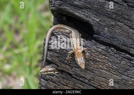 Two common wall lizards (Podarcis muralis / Lacerta muralis) emerging from gaps in scorched tree trunk | Lézard des murailles (Podarcis muralis) 23/04/2018 Stock Photo