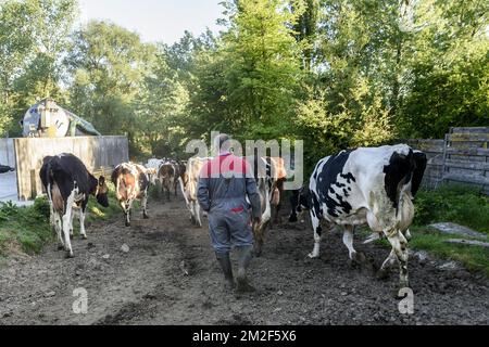 Eleveur amenant ses vaches en pature et abreuvoir | Cow grower leading the cows to the meadow 08/05/2018 Stock Photo