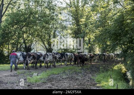 Eleveur amenant ses vaches en pature et abreuvoir | Cow grower leading the cows to the meadow 08/05/2018 Stock Photo