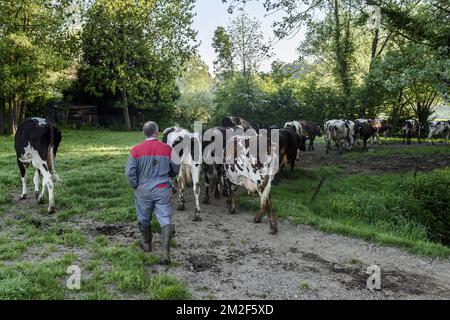 Eleveur amenant ses vaches en pature et abreuvoir | Cow grower leading the cows to the meadow 08/05/2018 Stock Photo