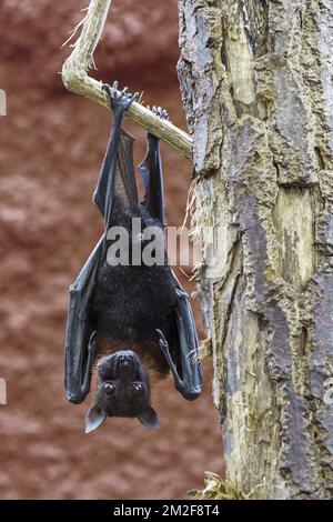 Lyle's flying fox (Pteropus lylei) native to Cambodia, Thailand and Vietnam hanging upside down from branch with hind feet | Renard volant de Lyle / Roussette de Lyle / Renard Volant du Vietnam (Pteropus lylei) 09/05/2018 Stock Photo