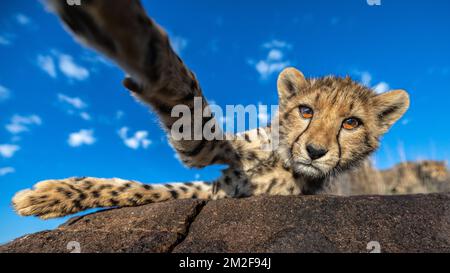 Cheetah cub playing in the bush, photographed on a safari in South Africa Stock Photo