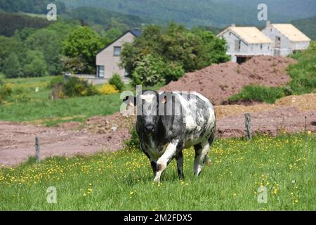 Cow | Vaches 05/05/2018 Stock Photo