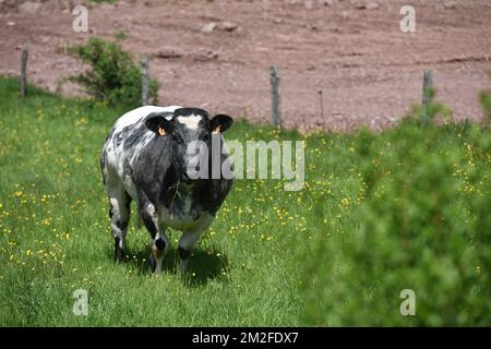 Cow | Vaches 05/05/2018 Stock Photo