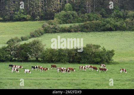 Cow | Vaches 05/05/2018 Stock Photo