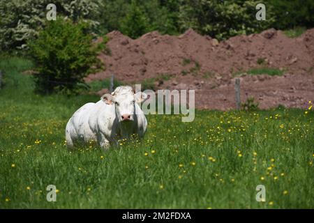 Cow | Vaches 05/05/2018 Stock Photo