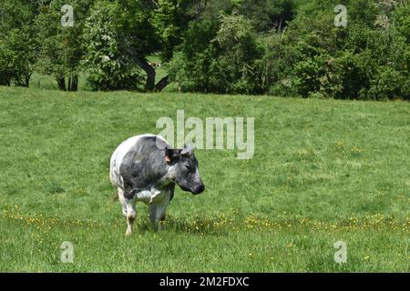 Cow | Vaches 05/05/2018 Stock Photo