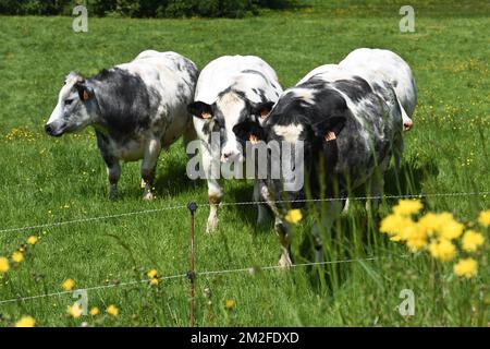 Cow | Vaches 05/05/2018 Stock Photo