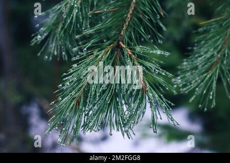 Drops on pine branch in forest Stock Photo