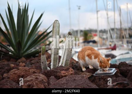 A cute fluffy ginger cat eating on the beach with boats in the background Stock Photo