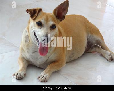 Dog | Chien 22/06/2018 Stock Photo