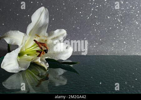 White lily flower on black glass, with water drops, dark, moody photography Stock Photo