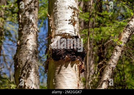 Chaga fungus, Inonotus obliquus, growing on the trunk of a red birch tree, Betula occidentalis, above Callahan Creek,Troy, Montana. Stock Photo