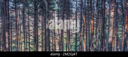 La Garganta forest. Magic place in the heart of Ambroz Valley, Banos de Montemayor, Caceres, Extremadura, Spain Stock Photo