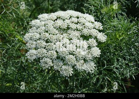 Toothpick Plant (Ammi visnaga) Stock Photo