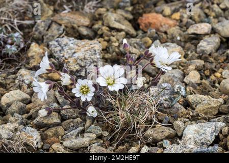 Shetland Mouse-eared Chickweed / Edmondston's Chickweed (Cerastium nigrescens) in flower, Keen of Hamar, Unst, Shetland Islands, Scotland, UK | Cerastium nigrescens au Keen of Hamar, espèce endémique de l'archipel des Shetland, Unst, Ecosse 05/07/2018 Stock Photo