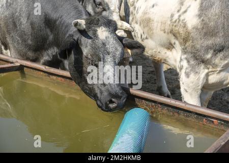 Cows comes to drink water out of basin | Les vaches assoifées par la canicule viennent boire l'eau apportee par l'eleveur dans une bassine 05/08/2018 Stock Photo