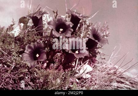 Gentiana acaulis, the stemless gentian, or trumpet gentian, flower, red-tone photo, Austria 1960s Stock Photo