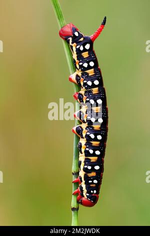 Caterpillar Hyles euphorbiae, the spurge hawk moth sitting on a stem of grass, closeup. Trencin, Slovakia. Stock Photo