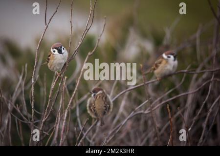 Group of eurasian tree sparrows (Passer montanus) Stock Photo