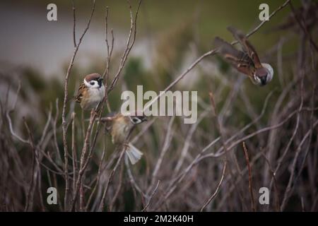 Group of eurasian tree sparrows (Passer montanus) Stock Photo